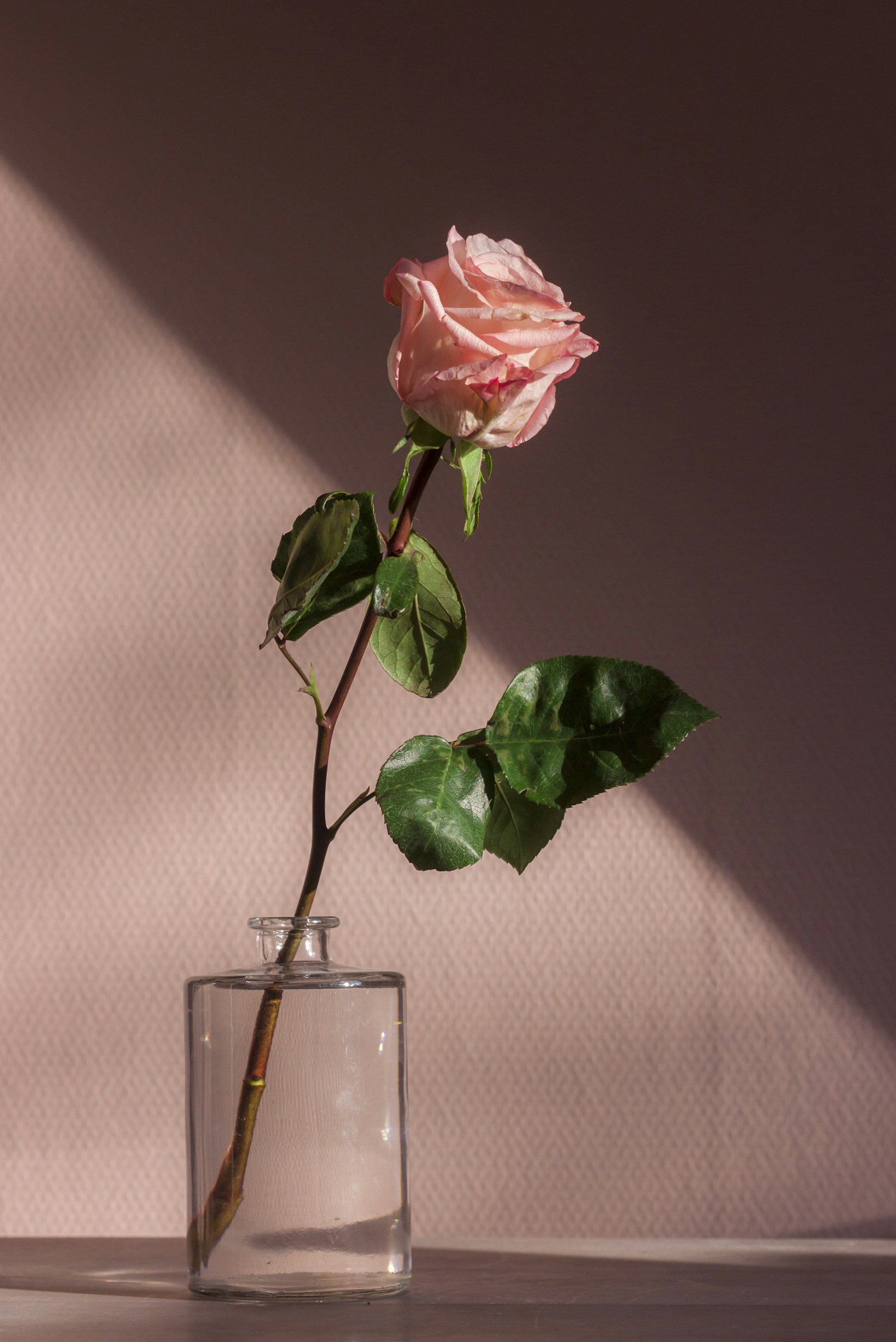 Paeonia suffruticosa dark velvety peony botanical sculpture with crystalline dew droplets in a glass flacon
