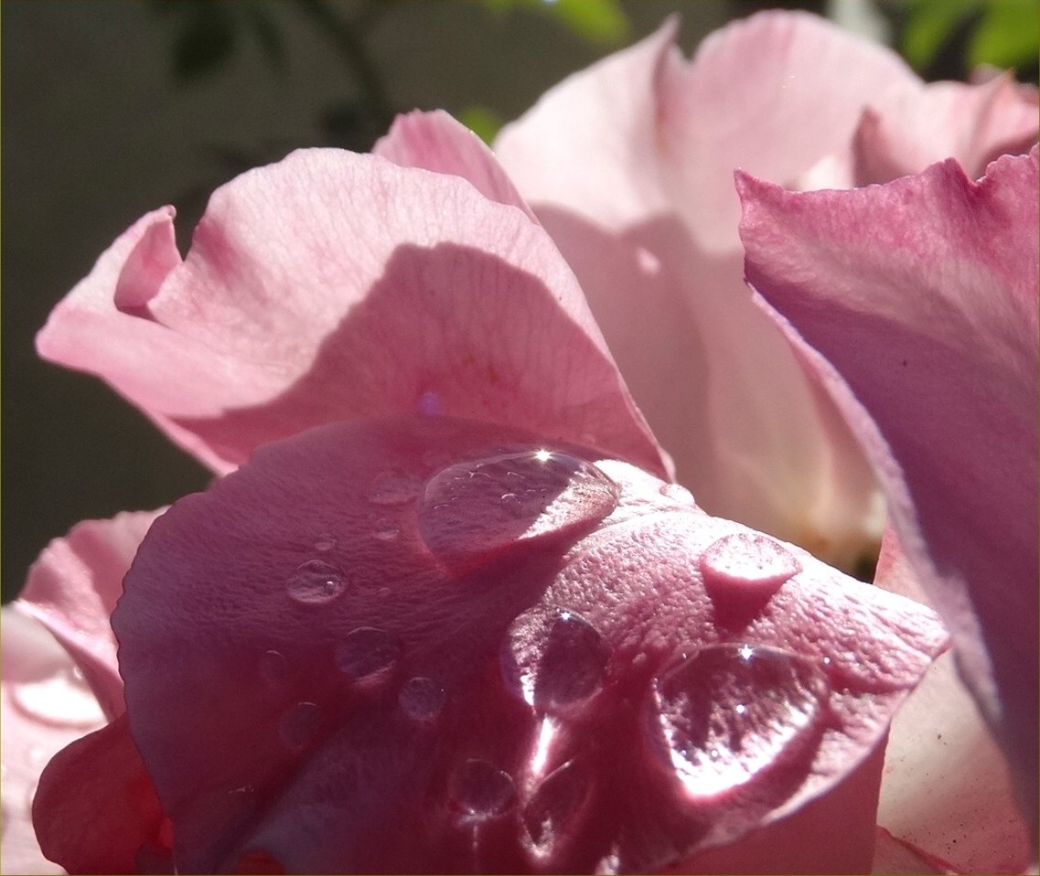 Crystalline morning water droplets resting on real rose petals