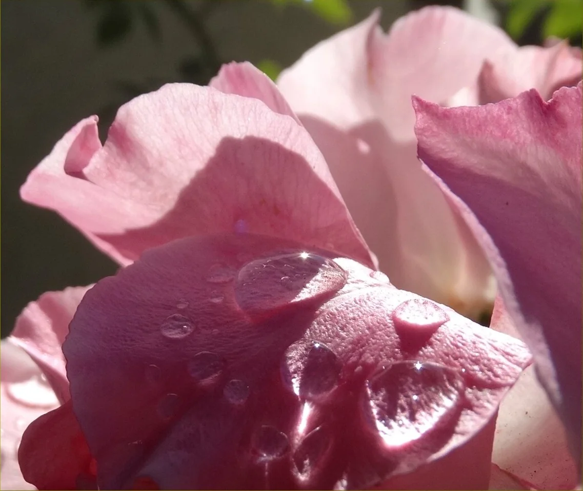 Crystalline morning water droplets resting on real rose petals
