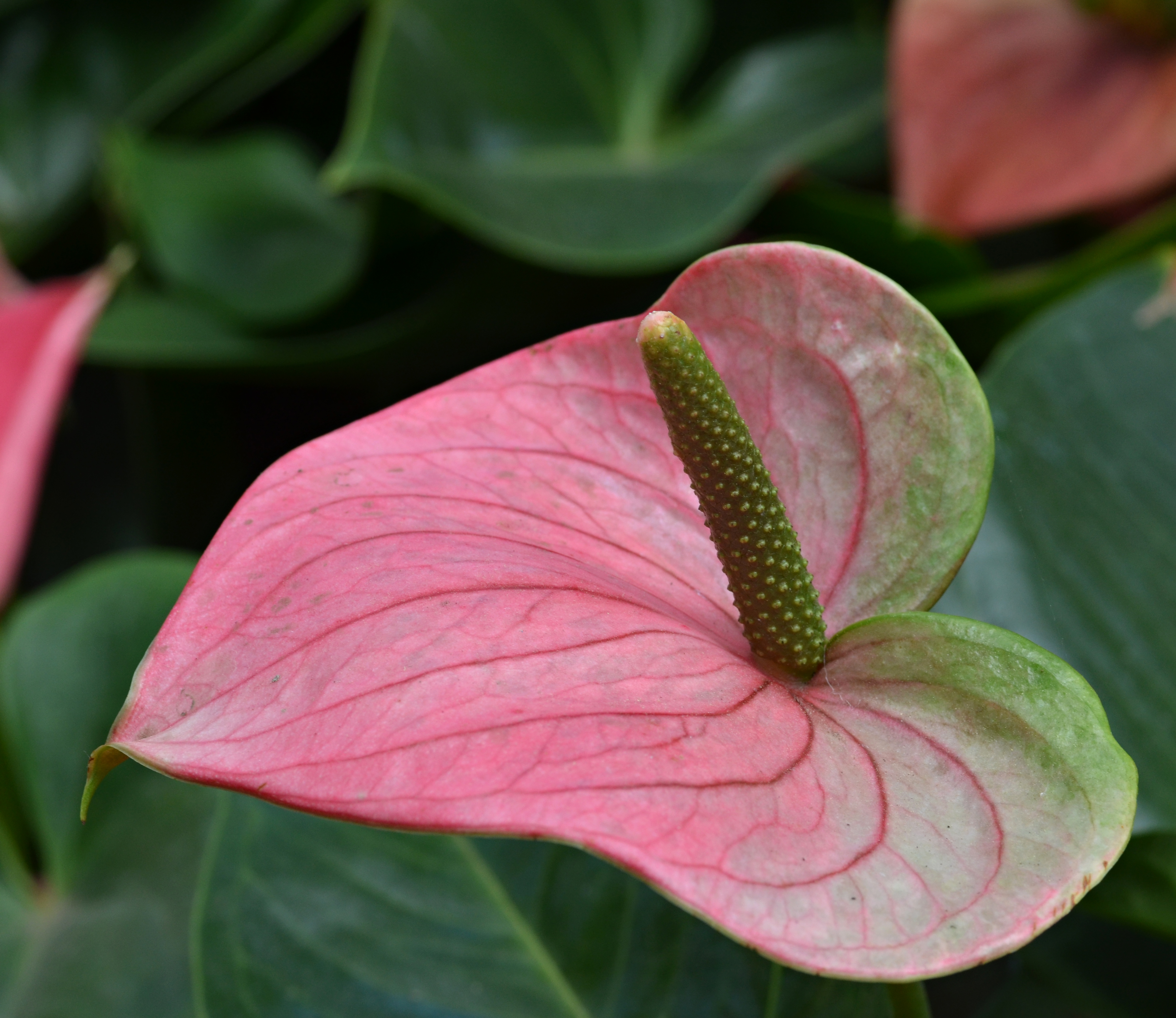 Anthurium Nigrum black glossy sculptural flower
