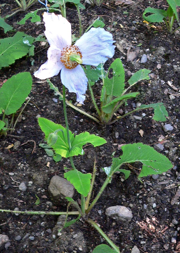 Meconopsis betonicifolia rare Himalayan blue poppy sculpture