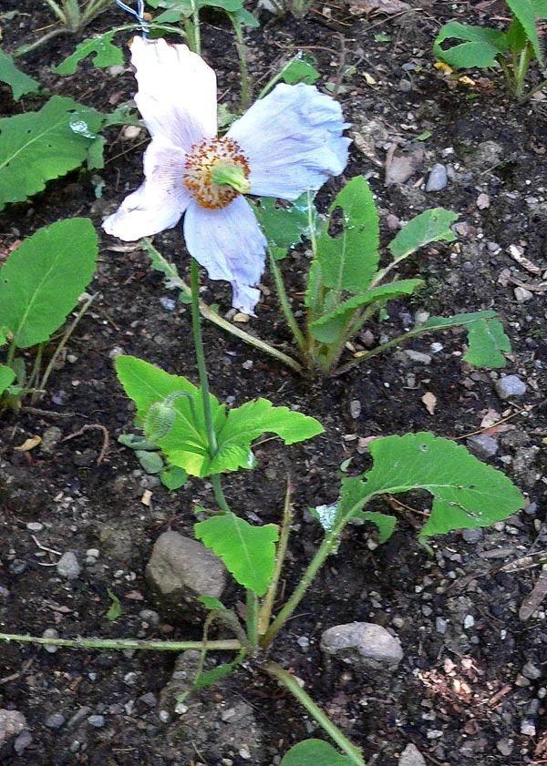 Meconopsis betonicifolia rare Himalayan blue poppy sculpture