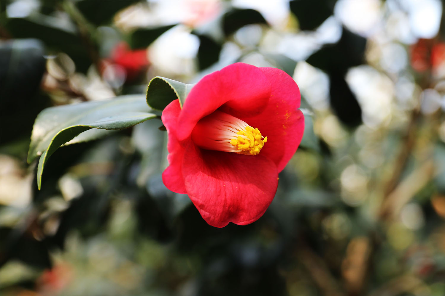 Camellia japonica white porcelain camellia