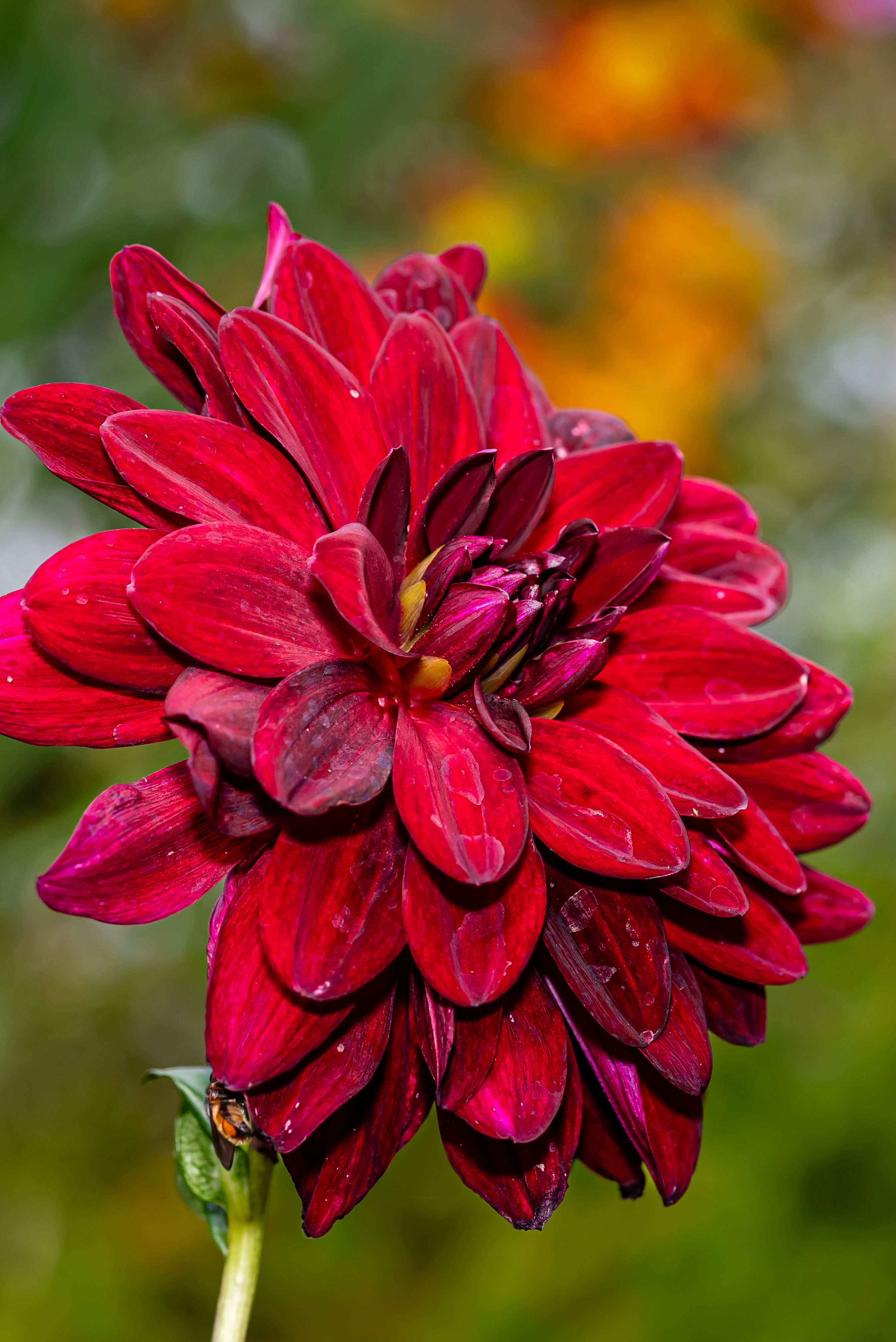 Dark velvet red dahlia botanical sculpture