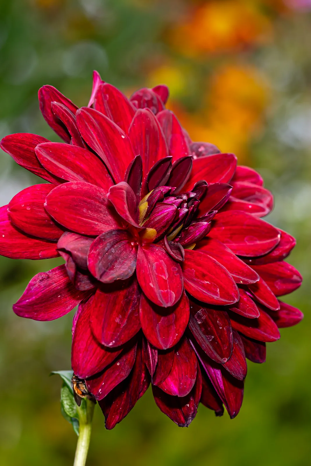 Dark velvet red dahlia botanical sculpture