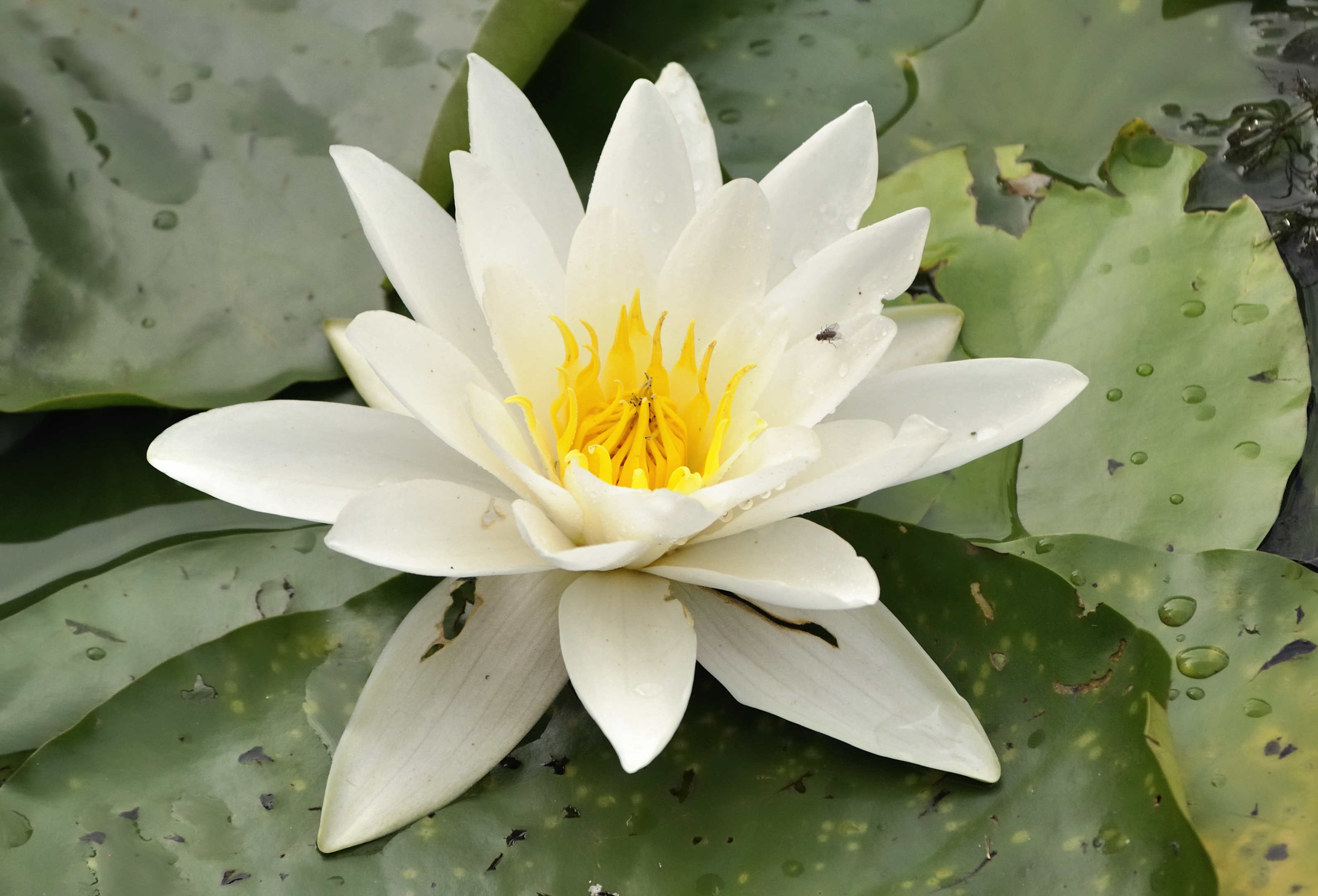 Nymphaea alba white aquatic waterlily bloom
