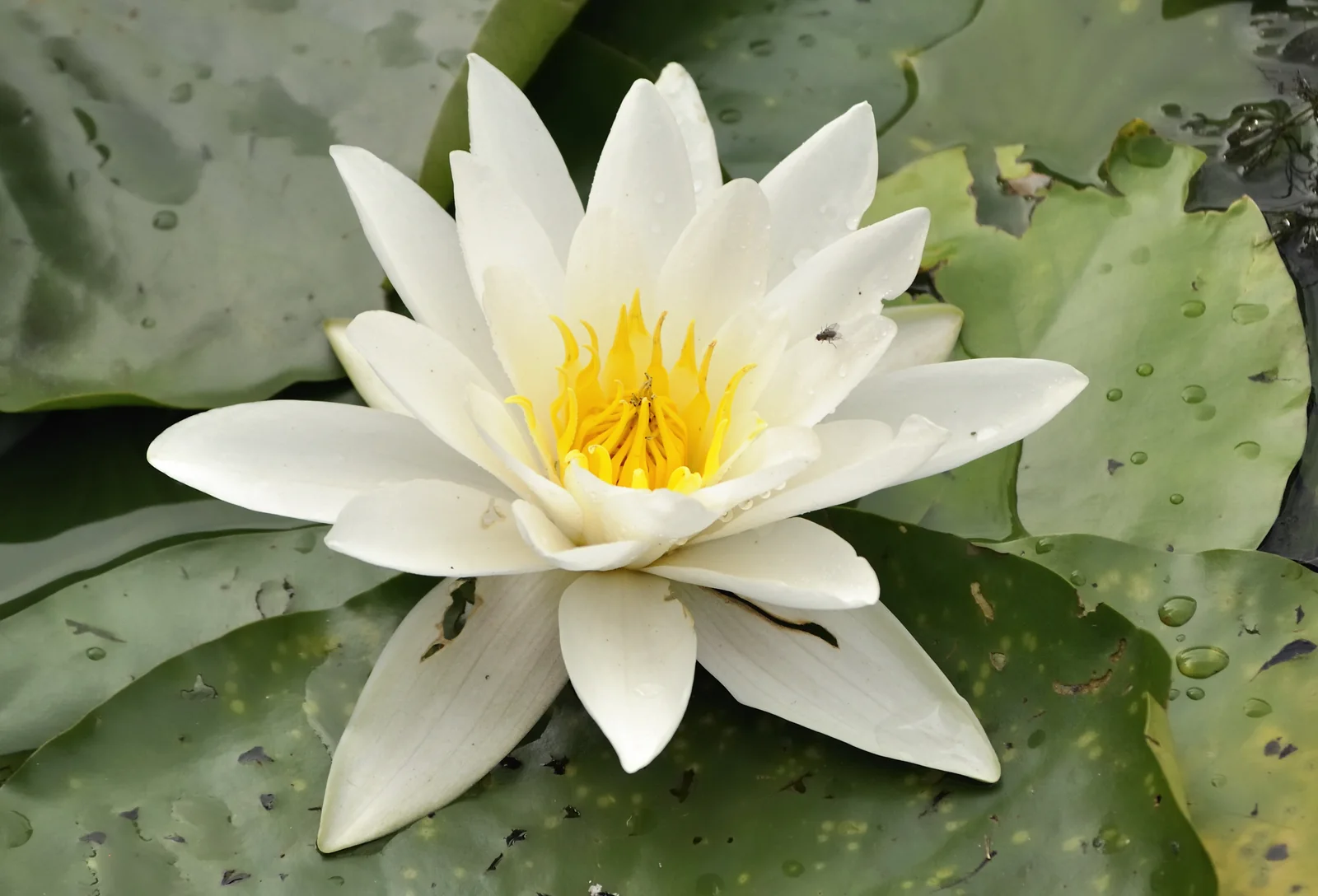Nymphaea alba white aquatic waterlily bloom